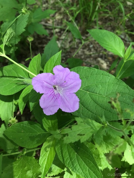 Ruellia strepens flower8.jpg
